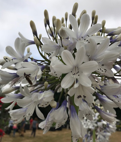 Agapanthus 'Queen Mum' PBR 